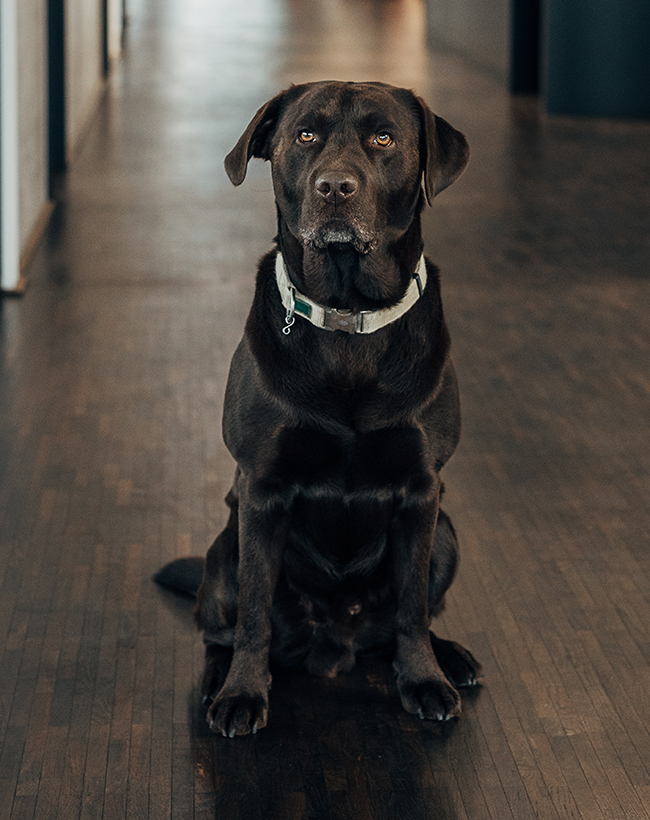 Bruno, der dunkelbraune Bürohund bei Atelier Türke, sitzt aufmerksam im Büroflur