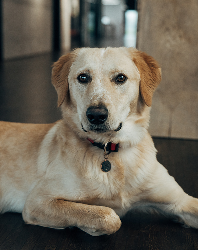 Poc, einer der Bürohunde, im Büro 